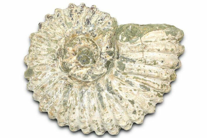 Bumpy Ammonite (Douvilleiceras) Fossil - Madagascar #361132